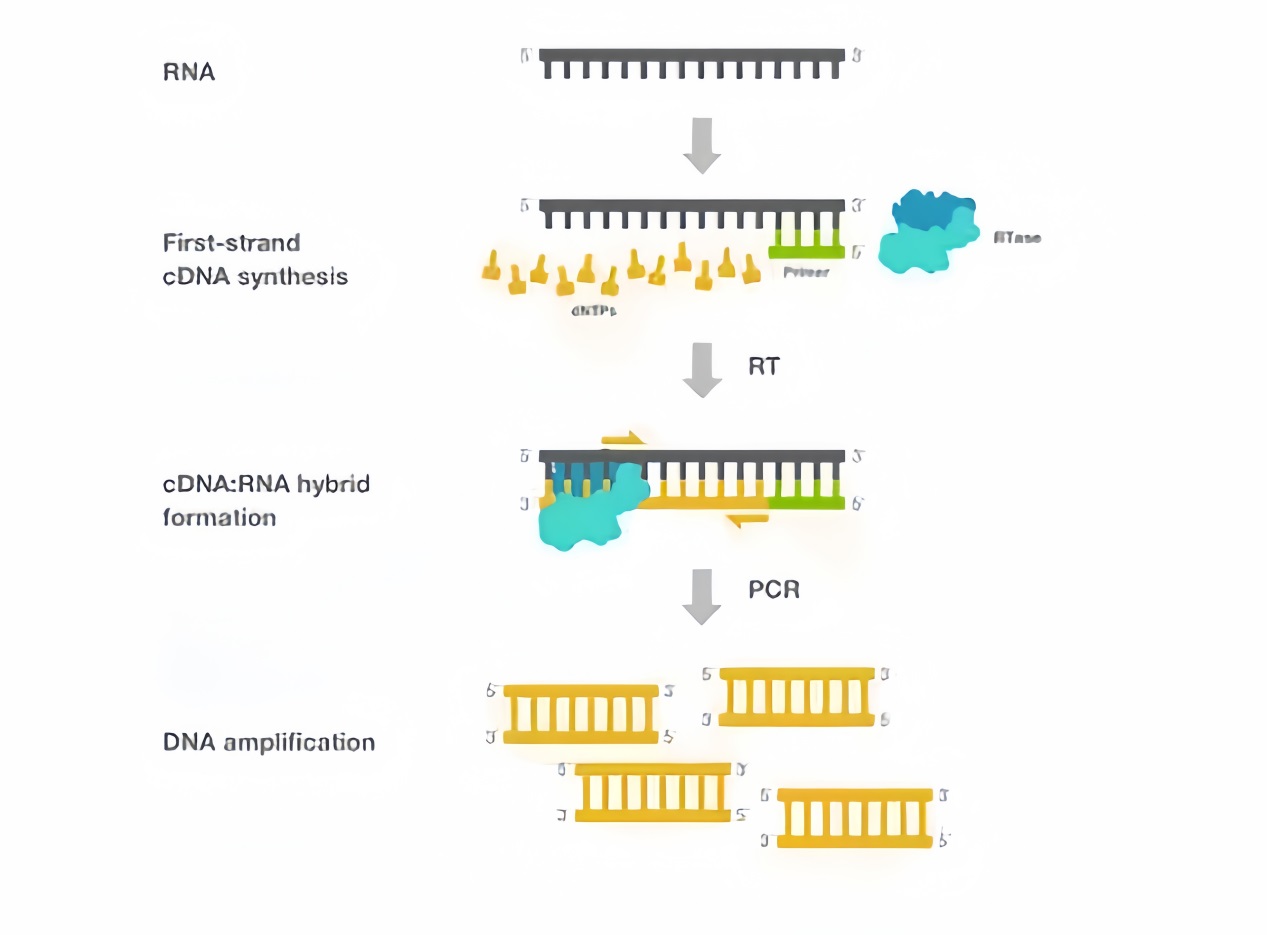 Correct choice of reverse transcription for 6 different applications ...