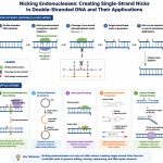 1-Mechanism of action map and applications of Nicking Endonucleases diagram