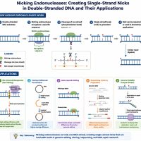 1-Mechanism of action map and applications of Nicking Endonucleases diagram