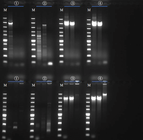 Anti inhibition Performance Test