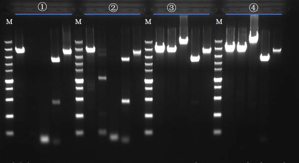 Anti inhibition Performance Test
