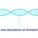 Doggybone DNA (dbDNA)