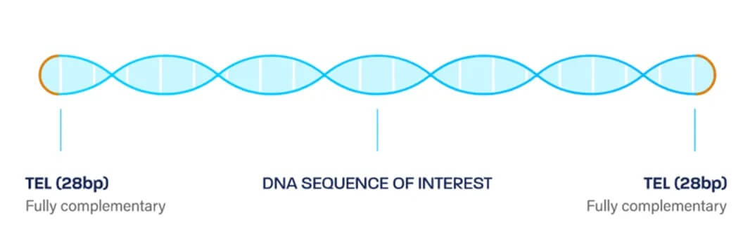 Doggybone DNA (dbDNA)