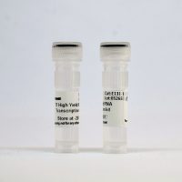 E131-T7 High Yield RNA Transcription kit