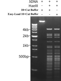 HAE01, HAEIII, Experimental results of HaeIII enzyme activity
