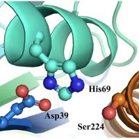 Key catalytic sites of Proteinase K