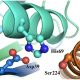 Key catalytic sites of Proteinase K