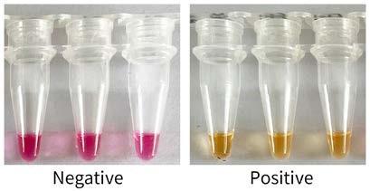LAP017, Visual colorimetric detection, pH-Sensitive Color-Changing Isothermal Amplification Kit (LAMP RT-LAMP with UDG)