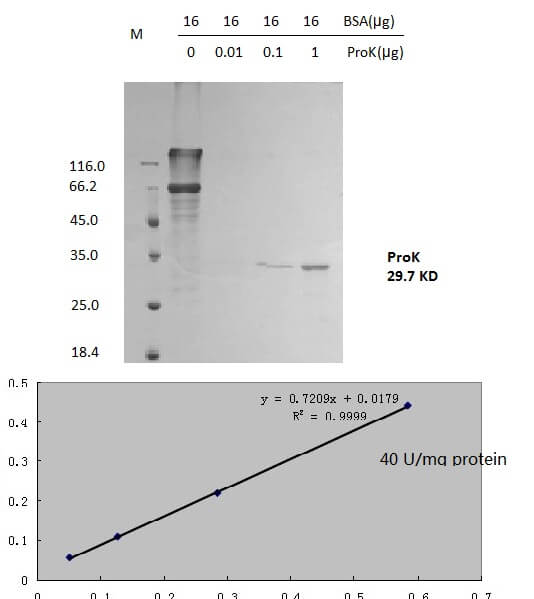 PK01, Proteinase-K Lyophilized Powder 2