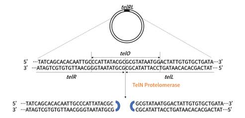TE101, TelN Protelomerase