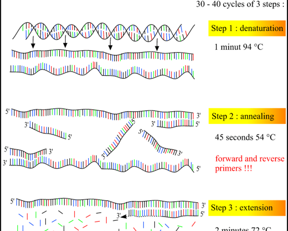 PCR: Polymerase Chain Reaction