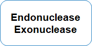 Endonuclease Exonuclease
