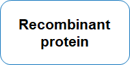 Recombinant protein